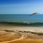 seagull-3232350_1920